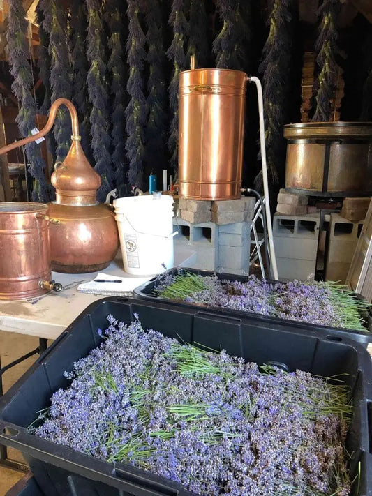 Lavender Essential Oil Process