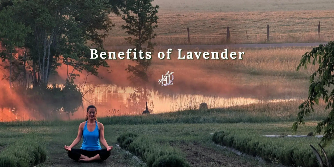 The health benefits of lavender: what the research says bloom journal, homestead lavender farm, lavender 101, lavender