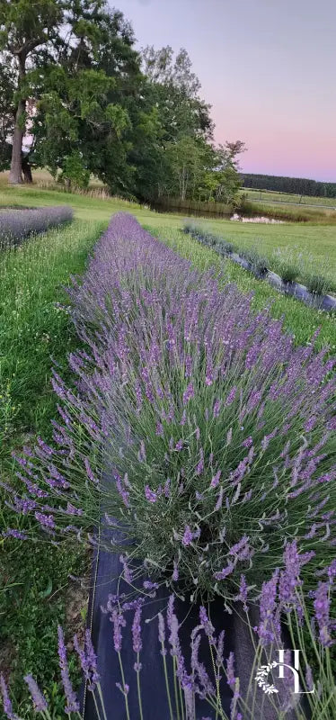 Lavender Field Photography Session - Photography Session