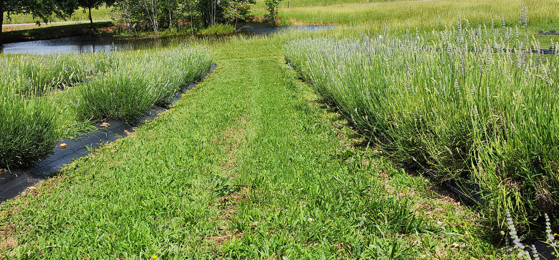 Homestead Lavender Farm, Spring 2025, Grosso Lavender present, in bloom, in Field four heading to our pond.