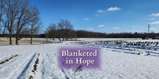 Blanketed in hope: our first winter with lavender farm life, from the field, grown with grit, harvest season, homestead