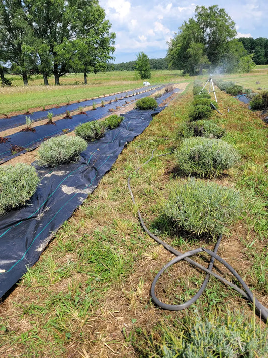 Just thinking out loud