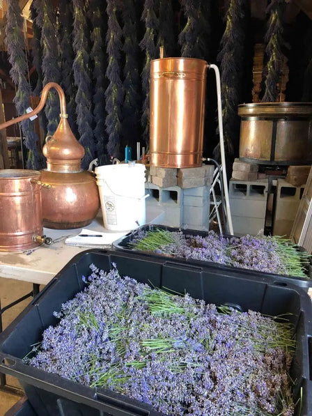 Lavender Essential Oil Process