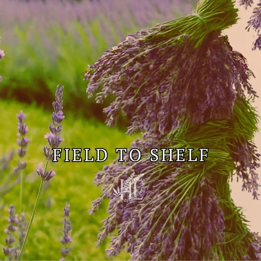 Homestead Lavender Farms blooming rows, along with harvest and hanging lavender representing, Field to Shelf