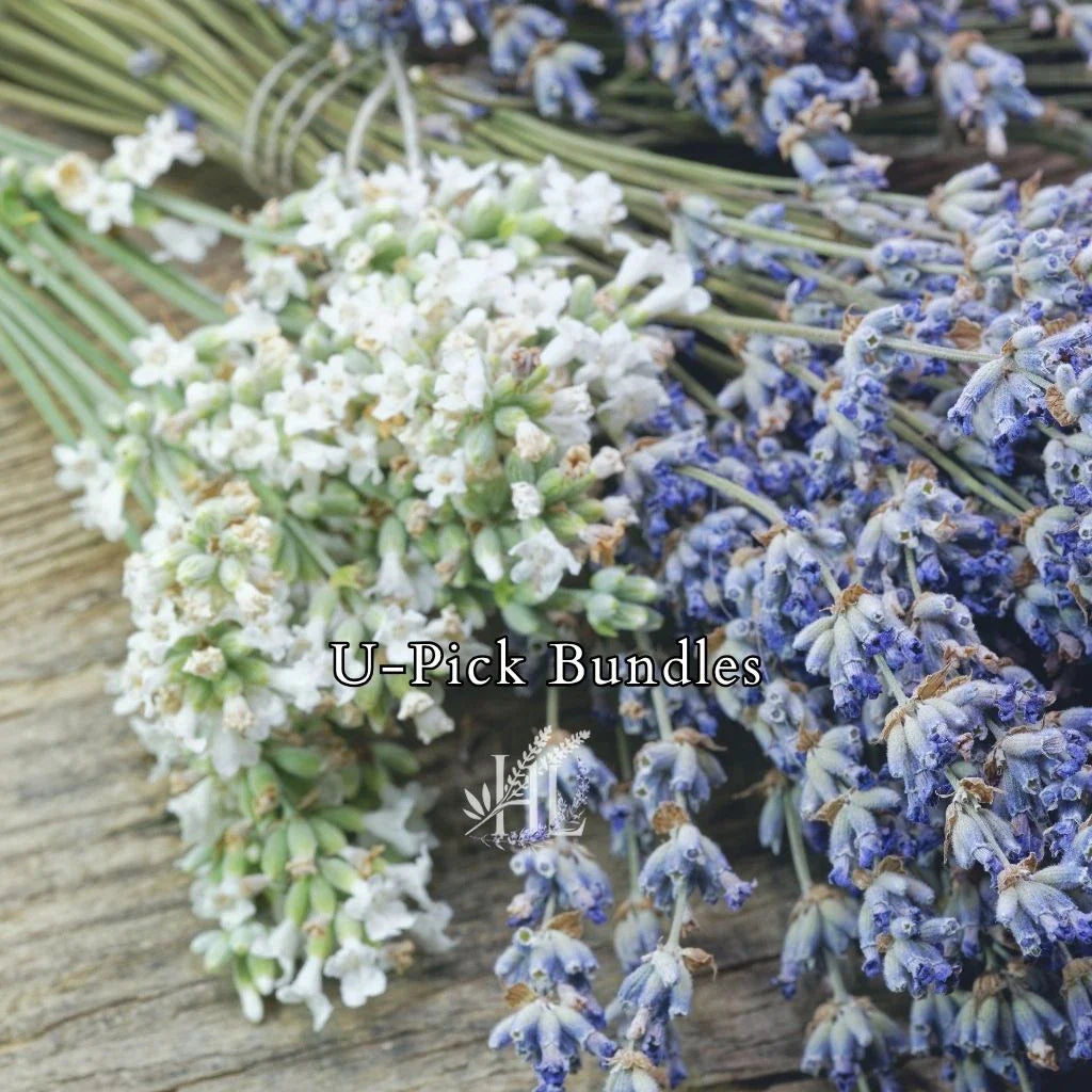 Fresh Rosemary & Lavender bunched and tied together on Homestead Lavender Farm for U-pick seasonith purple ribbon