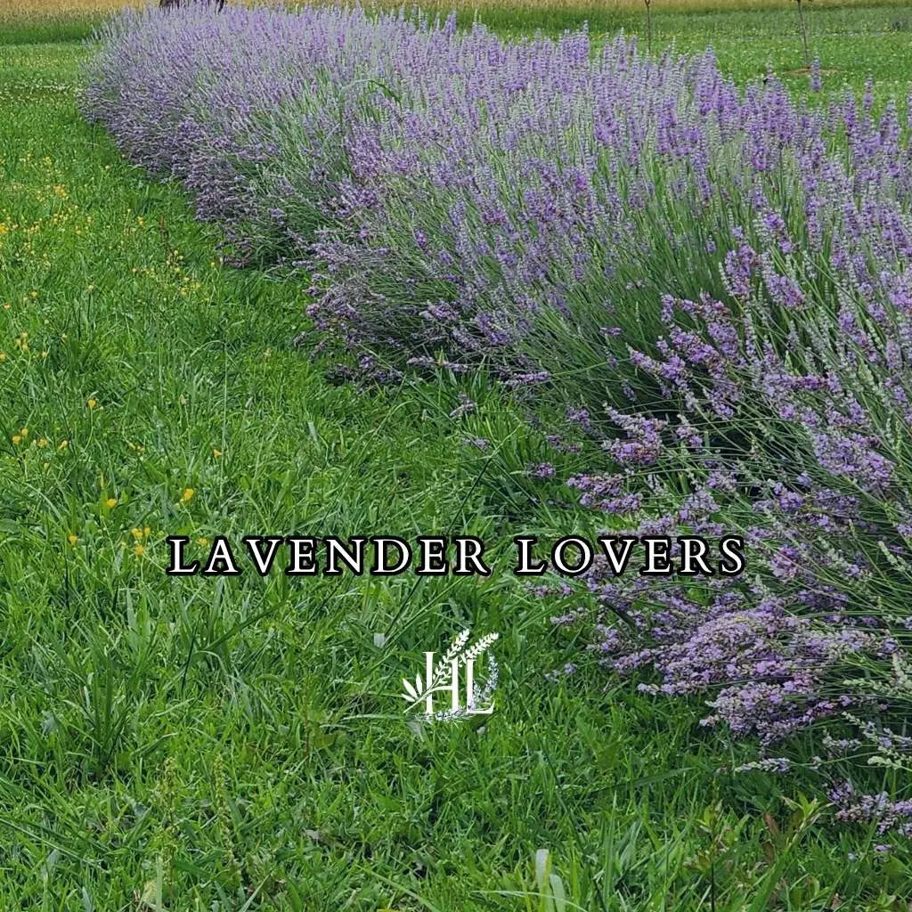 Lavender row in bloom on Homestead Lavender Farm for the Lavender Lovers Collection