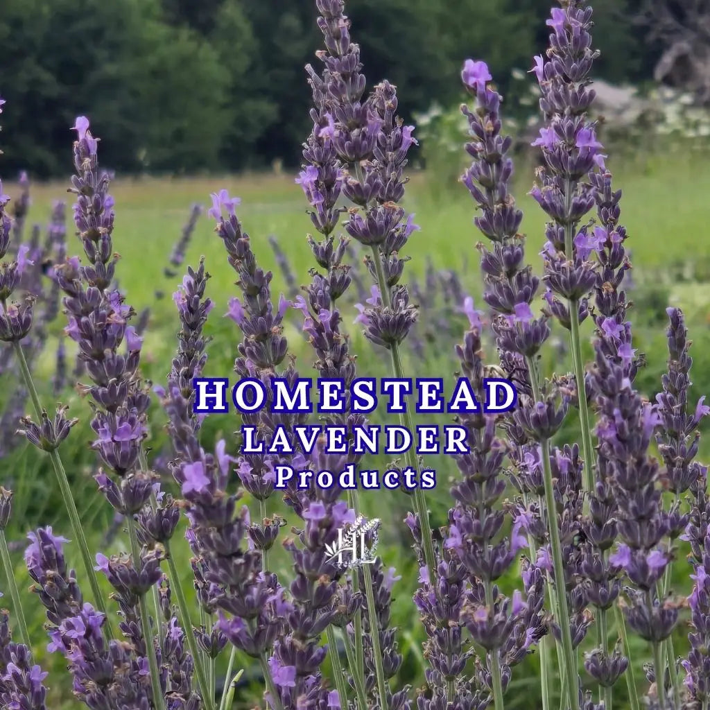 Homestead Lavender Farms lavender in the blooming stages, representing the all of our lavender products.