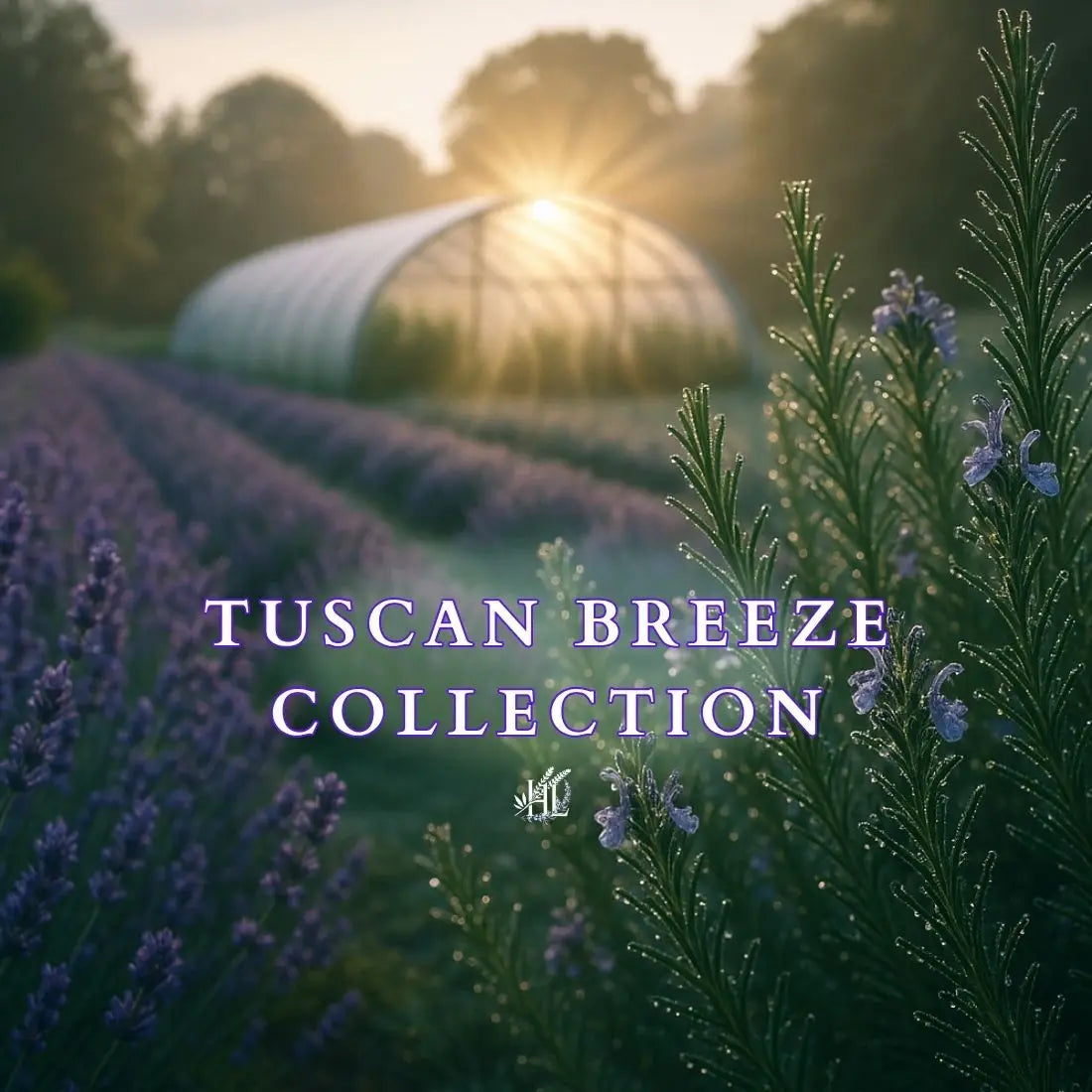 Homestead Lavender Farm | Tuscan Breeze Collection Image, lavender and rosemary fields, with a rosemary high tunnel with the morning sun peaking through