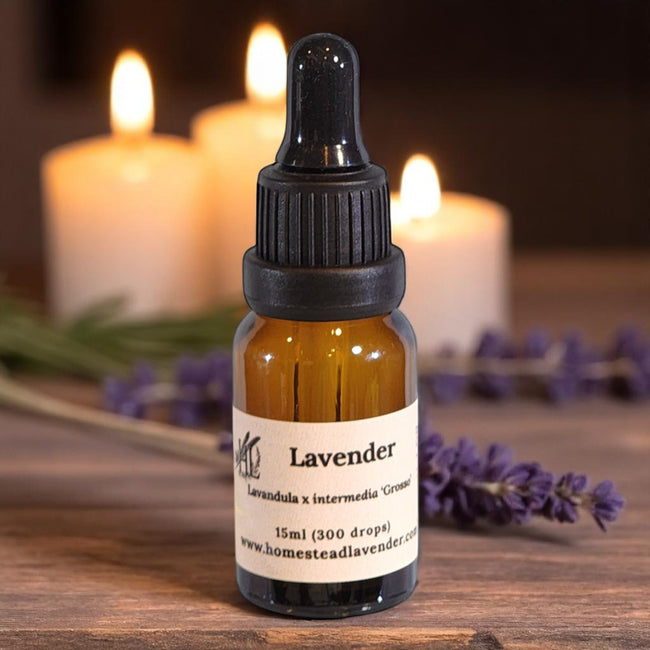 Essential Oil, Lavender, Lavandula x intermedia 'Grosso'