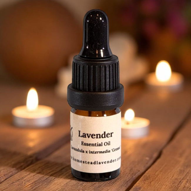 Essential Oil, Lavender, Lavandula x intermedia 'Grosso'