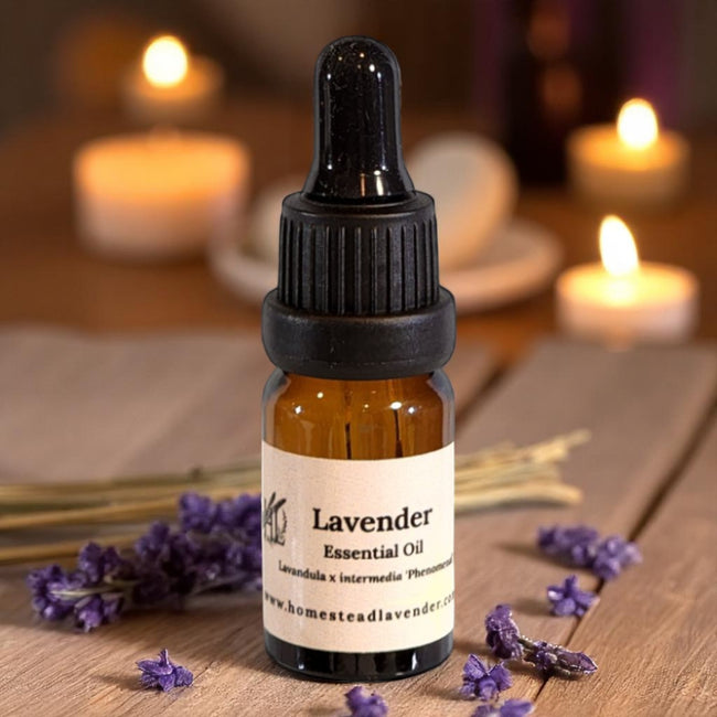 Essential Oil, Lavender, Lavandula x intermedia 'Phenomenal'