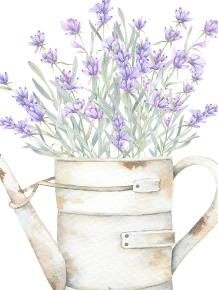 Essential Oil Lavandula Angustifolia & x Intermedia