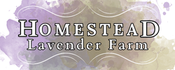 Homestead Lavender Farm