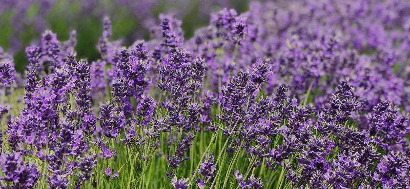 purple lavender flowers